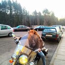 ���������� �����, ���� ������� ������, 41 ���, ������������ ��� ������, ����� � ���������, c�������� ���������