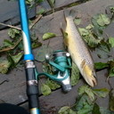 ���������� �����, ���� ������� ������, 39 ���, ������������ ��� ������, ����� � ���������, c�������� ���������