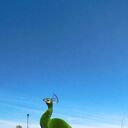 ���������� �������, ���� ������� ���������, 46 ���, ������������ ��� ������, ����� � ���������, ���������