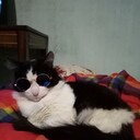 ���������� ����������, ���� ������� ���������, 49 ���, ������������ ��� ������, ����� � ���������