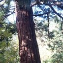 ���������� �����������, ���� ������� ��������, 40 ���, ������������ ��� ������