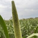  ,   Imsudin IG, 35 ,   c 