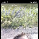 ���������� ������, ���� ������� ����, 39 ���, ������������ ��� ������, ����� � ���������