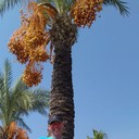 ���������� �����, ���� ������� �������, 54 ����, ������������ ��� ������, ����� � ���������, c�������� ���������