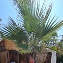 ���������� ������, ���� ������� ������, 41 ���, ������������ ��� ����� � ���������, c�������� ���������