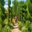 ���������� �����-���������, ���� ������� ���, 41 ���, ������������ ��� ������, ����� � ���������