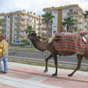 ���������� �����-���������, ���� ������� ����, 37 ���, ������������ ��� ������