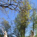 ���������� ������-��-����, ���� ������� �����, 40 ���, ������������ ��� ������, ����� � ���������