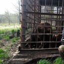 ���������� ����, ���� ������� ������, 44 ����, ������������ ��� ������, ����� � ���������, c�������� ���������