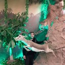 ���������� ����, ���� ������� Elvin, 39 ���, ������������ ��� ������, ����� � ���������, c�������� ���������