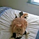 -,   , 41 ,   