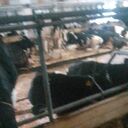 ���������� ������, ���� ������� �������, 44 ����, ������������ ��� ������, ����� � ���������