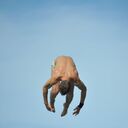 ���������� �����, ���� ������� ������, 33 ����, ������������ ��� ������, ����� � ���������, c�������� ���������