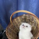 ���������� �����-���������, ���� ������� ����, 44 ����, ������������ 