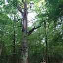 ���������� ������������, ���� ������� �����, 36 ���, ������������ ��� ������, ����� � ���������