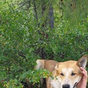 ���������� �������, ���� ������� �����, 36 ���, ������������ ��� ������, ����� � ���������, c�������� ���������