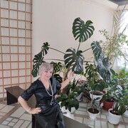 ���������� ����, ���� ������� �������, 55 ���, ������������ 