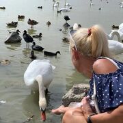 ���������� �����������, ���� ������� ����, 52 ����, ������������ ��� ����� � ���������, ���������