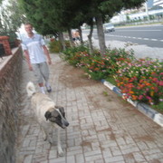 ���������� �����-���������, ���� ������� ����, 37 ���, ������������ ��� ������