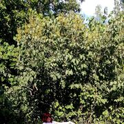 ���������� ������-��-����, ���� ������� ��������, 51 ���, ������������ ��� c�������� ���������