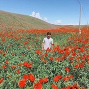  ,   Ysuf, 31 ,   ,   , c 