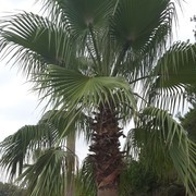  -,   , 75 ,   