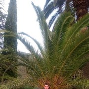 ���������� ������-��-����, ���� ������� ���������, 39 ���, ������������ ��� ������, ����� � ���������, c�������� ���������, ���������