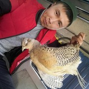 ���������� ������, ���� ������� ����, 39 ���, ������������ ��� ������, ����� � ���������, c�������� ���������