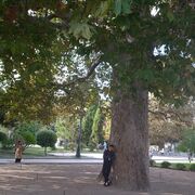 ���������� �����������, ���� ������� ����, 38 ���, ������������ ��� ������, ����� � ���������