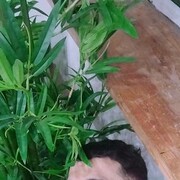 ���������� �����, ���� ������� ���, 35 ���, ������������ ��� ������, ����� � ���������