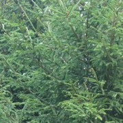 ���������� ����, ���� ������� �������, 35 ���, ������������ ��� ����� � ���������, c�������� ���������