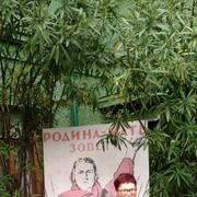  --,   , 50 ,   ,   , c 