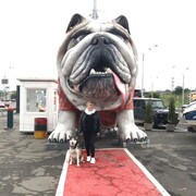 ���������� ����, ���� ������� ��������, 52 ����, ������������ ��� ������, ����� � ���������, c�������� ���������