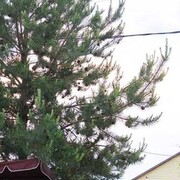 ���������� ����, ���� ������� ����, 33 ����, ������������ ��� c�������� ���������