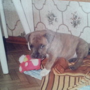 ���������� ����, ���� ������� Valera, 39 ���, ������������ ��� ������