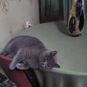 ���������� �����, ���� ������� �����, 66 ���, ������������ ��� ������, ����� � ���������