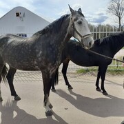 ���������� ������, ���� ������� ������, 51 ���, ������������ ��� ������, ����� � ���������