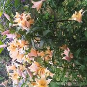 ��� �����