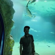 ���������� ������������, ���� ������� ���������, 33 ����, ������������ ��� ������, ����� � ���������, c�������� ���������, ���������