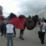  ,   Iso, 44 ,   