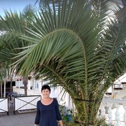 ���������� ����, ���� ������� �������, 62 ����, ������������ ��� ����� � ���������, c�������� ���������