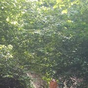 ���������� ���������, ���� ������� FAUST, 53 ����, ������������ ��� ������, ����� � ���������