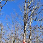 ���������� ���������, ���� ������� �����, 49 ���, ������������ ��� ����� � ���������, c�������� ���������