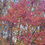 ���������� ������������, ���� ������� ����, 43 ����, ������������ ��� ������, ���������