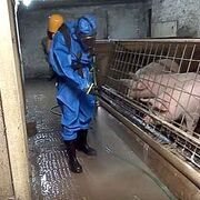 ���������� �����-���������, ���� ������� ���������, 53 ����, ������������ 