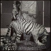 ���������� ������-��-����, ���� ������� ����, 37 ���, ������������ ��� ������, ����� � ���������, c�������� ���������, ���������