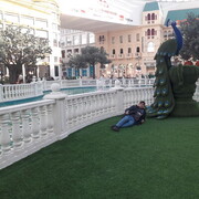 ���������� ������, ���� ������� ���������, 36 ���, ������������ ��� ������, ����� � ���������