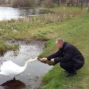 ���������� ����, ���� ������� �����, 41 ���, ������������ ��� ������, ����� � ���������, c�������� ���������