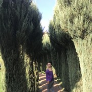 ���������� ������-��-����, ���� ������� ������, 51 ���, ������������ 