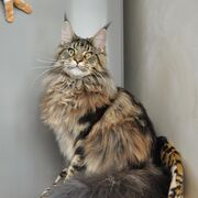 ���������� ����� �������, ���� ������� �������, 31 ���, ������������ ��� ������, ����� � ���������, c�������� ���������